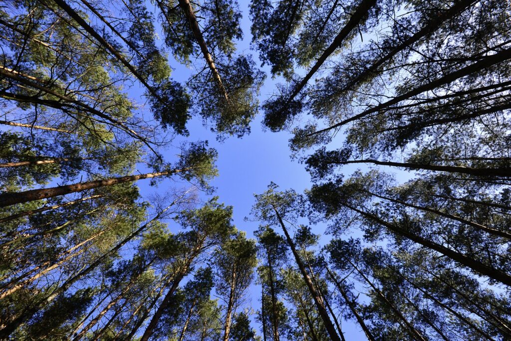 serenity nature