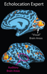 Spatial-directional cortex